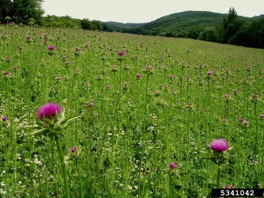 blessed milkthistle, Silybum marianum  (Asterales: Asteraceae) - 5341042
