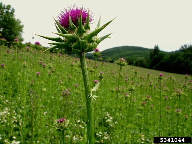blessed milkthistle, Silybum marianum  (Asterales: Asteraceae) - 5341044
