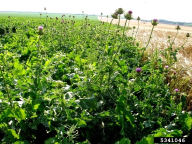 blessed milkthistle, Silybum marianum  (Asterales: Asteraceae) - 5341046