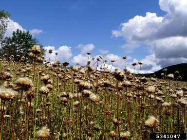 blessed milkthistle, Silybum marianum  (Asterales: Asteraceae) - 5341047