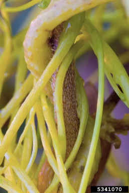 Japanese dodder, Cuscuta japonica  (Solanales: Cuscutaceae) - 5341070