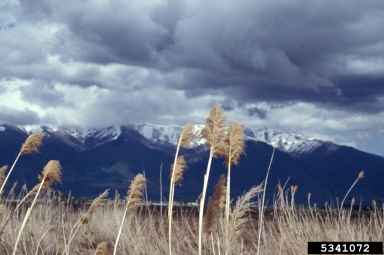 common reed, Phragmites australis  (Cyperales: Poaceae) - 5341072