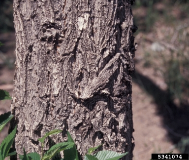 Siberian elm, Ulmus pumila  (Urticales: Ulmaceae) - 5341074
