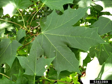 Norway maple, Acer platanoides  (Sapindales: Aceraceae) - 5341089