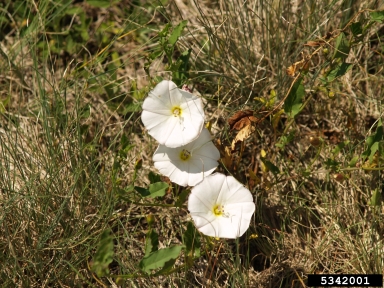 field bindweed, Convolvulus arvensis  (Solanales: Convolvulaceae) - 5342001