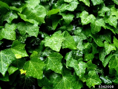 English ivy, Hedera helix  (Apiales: Araliaceae) - 5342008