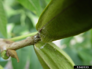 pecan spittlebug (Clastoptera achatina ) on pecan (Carya illinoinensis ) - 5342033