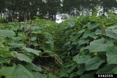 cucumber, Cucumis sativus  (Violales: Cucurbitaceae) - 5342055