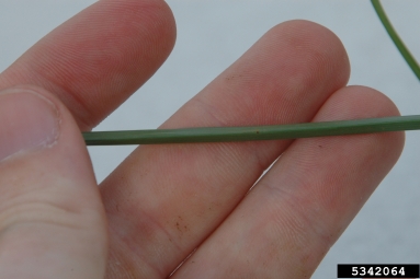 purple nutsedge, Cyperus rotundus  (Cyperales: Cyperaceae) - 5342064