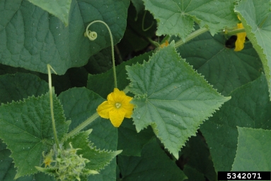 cucumber, Cucumis sativus  (Violales: Cucurbitaceae) - 5342071