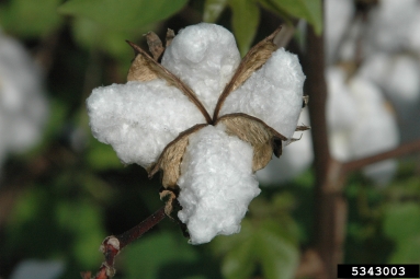 cotton, Gossypium hirsutum  (Malvales: Malvaceae) - 5343003