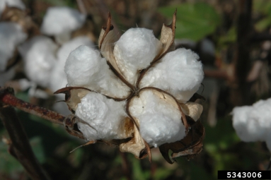 cotton, Gossypium hirsutum  (Malvales: Malvaceae) - 5343006