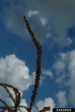 Palmer amaranth, Amaranthus palmeri  (Caryophyllales: Amaranthaceae) - 5343009