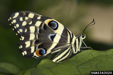 citrus swallowtail, Papilio demodocus  (Lepidoptera: Papilionidae) - 5343020