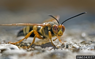 cicada killer, Sphecius speciosus  (Hymenoptera: Sphecidae) - 5343037