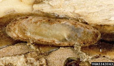 Braconid wasp (Atanycolus cappaerti ) on emerald ash borer (Agrilus planipennis ) - 5343043
