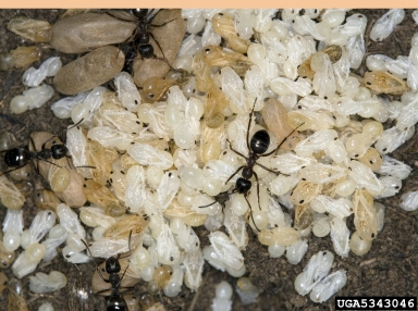 ants,    (Hymenoptera: Formicidae) - 5343046