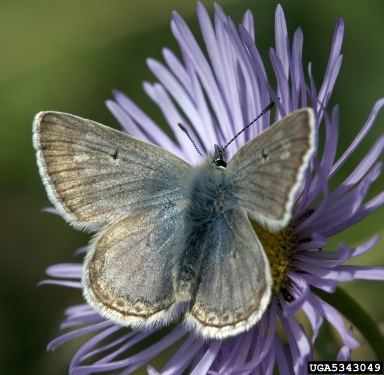 blues, Plebejus spp.  (Lepidoptera: Lycaenidae) - 5343049