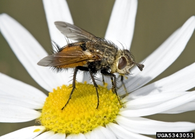 Tachinid flies,    (Diptera: Tachinidae) - 5343053