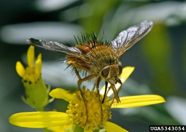 Bombyliid flies,    (Diptera: Bombyliidae) - 5343054