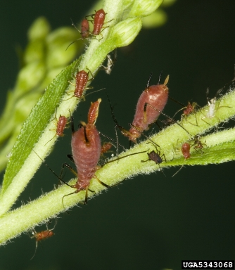 aphids,    (Hemiptera: Aphididae) - 5343068