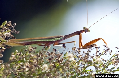 mantid, Tenodera spp.  (Mantodea: Mantidae) - 5343083