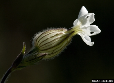 bladder campion, Silene latifolia ssp. alba (Caryophyllales: Caryophyllaceae) - 5343100