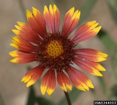 rosering gaillardia, Gaillardia pulchella  (Asterales: Asteraceae) - 5344003