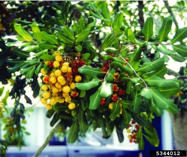 carrotwood, Cupaniopsis anacardioides  (Sapindales: Sapindaceae) - 5344012