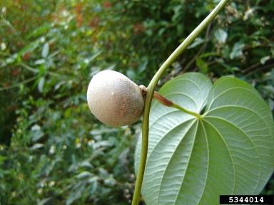 air-potato, Dioscorea bulbifera  (Dioscoreales: Dioscoreaceae) - 5344014