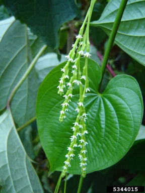 air-potato, Dioscorea bulbifera  (Dioscoreales: Dioscoreaceae) - 5344015