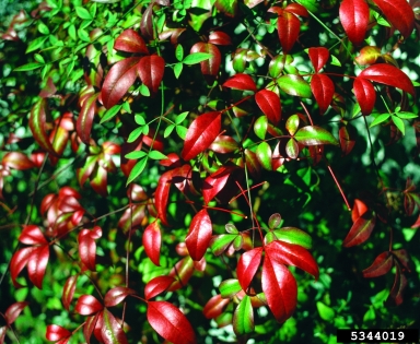 sacred bamboo, Nandina domestica  (Ranunculales: Berberidaceae) - 5344019