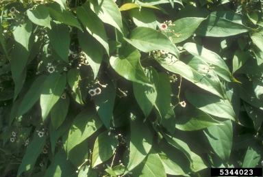 skunk-vine, Paederia foetida  (Rubiales: Rubiaceae) - 5344023
