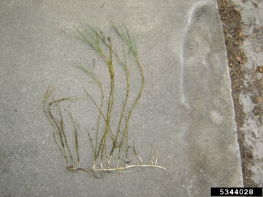 torpedograss, Panicum repens  (Cyperales: Poaceae) - 5344028