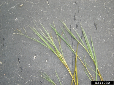 torpedograss, Panicum repens  (Cyperales: Poaceae) - 5344030