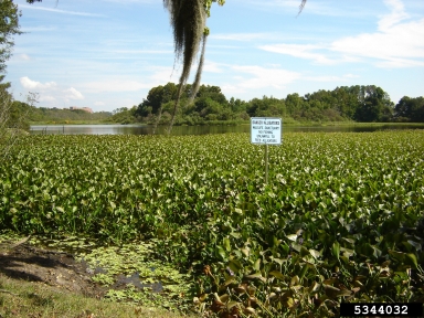 waterhyacinth, Eichhornia crassipes  (Liliales: Pontederiaceae) - 5344032