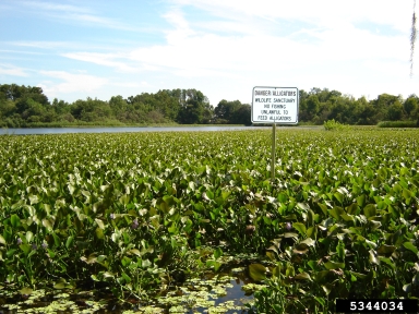waterhyacinth, Eichhornia crassipes  (Liliales: Pontederiaceae) - 5344034