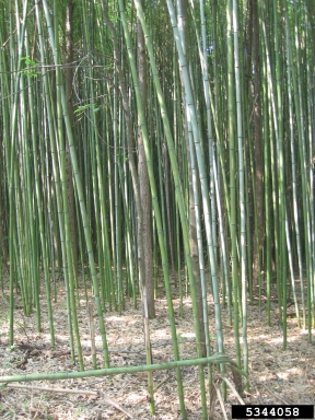 golden bamboo, Phyllostachys aurea  (Cyperales: Poaceae) - 5344058