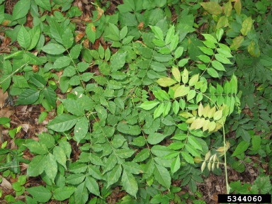 Chinese wisteria, Wisteria sinensis  (Fabales: Fabaceae (Leguminosae)) - 5344060