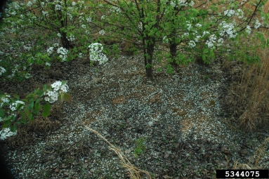 Callery pear (Bradford pear), Pyrus calleryana  (Rosales: Rosaceae) - 5344075