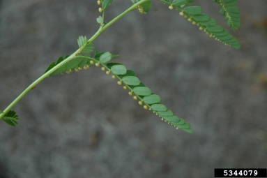 chamber bitter, Phyllanthus urinaria  (Euphorbiales: Euphorbiaceae) - 5344079