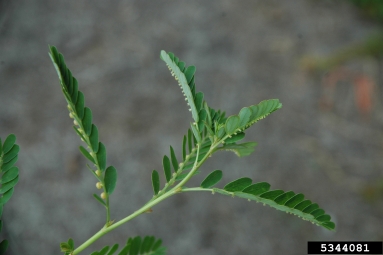 chamber bitter, Phyllanthus urinaria  (Euphorbiales: Euphorbiaceae) - 5344081