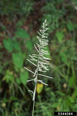 tussock paspalum, Paspalum quadrifarium  (Cyperales: Poaceae) - 5344086