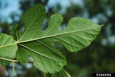white mulberry, Morus alba  (Urticales: Moraceae) - 5344094