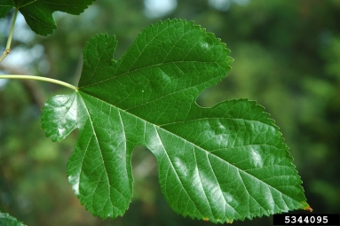 white mulberry, Morus alba  (Urticales: Moraceae) - 5344095