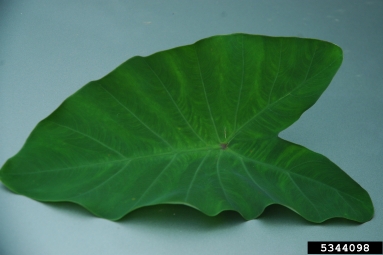 coco yam, wild taro, Colocasia esculenta  (Arales: Araceae) - 5344098