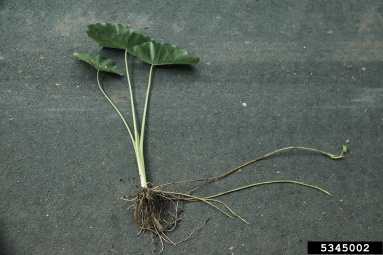 coco yam, wild taro, Colocasia esculenta  (Arales: Araceae) - 5345002