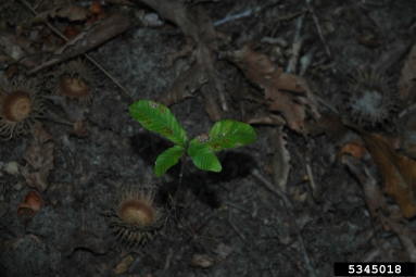 sawtooth oak, Quercus acutissima  (Fagales: Fagaceae) - 5345018