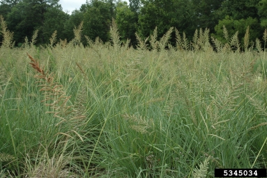 tussock paspalum, Paspalum quadrifarium  (Cyperales: Poaceae) - 5345034