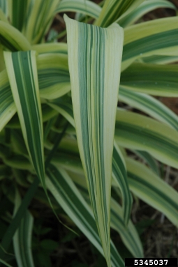 giant reed, Arundo donax  (Cyperales: Poaceae) - 5345037